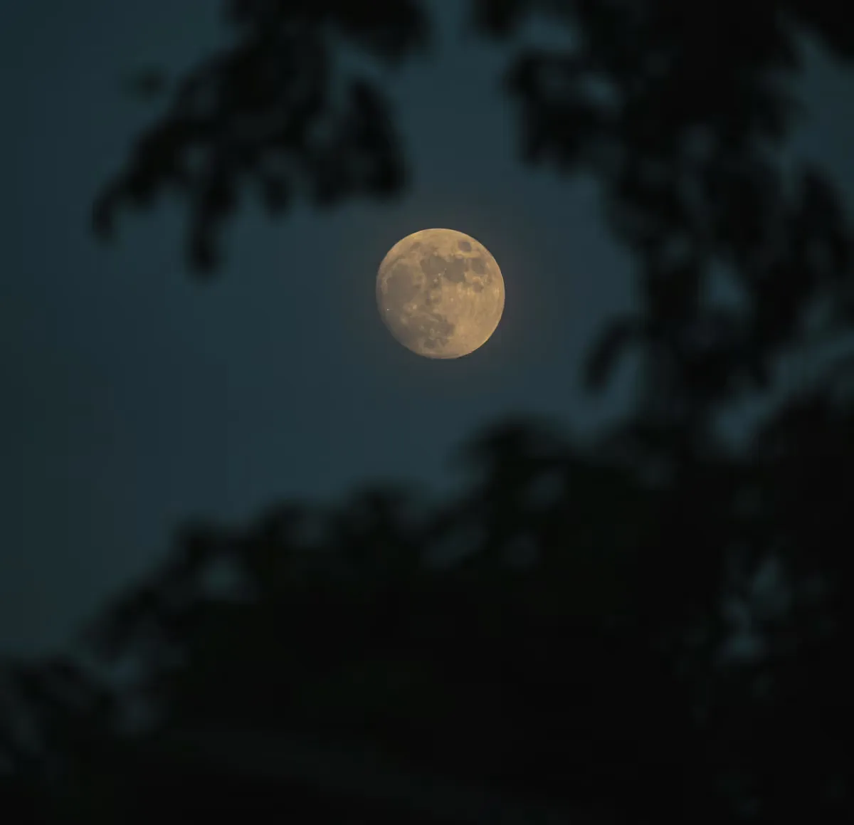 The Lunar Pulse: Moon Rhythms and the Vitality of Herbs